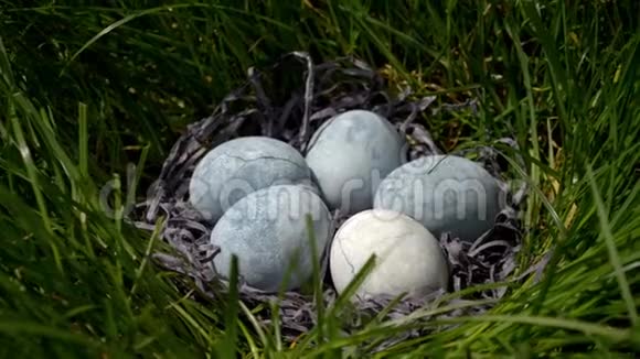 五个蓝色的鸡蛋涂在茶芙蓉里躺在草地上的碟子里的干草里视频的预览图
