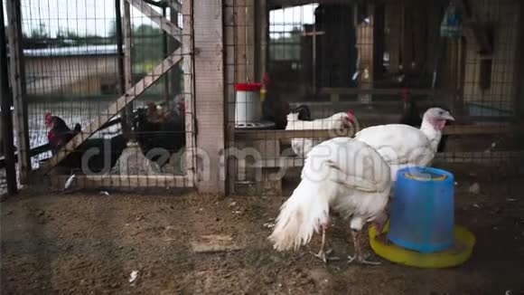 土耳其和鸡肉户外视频的预览图