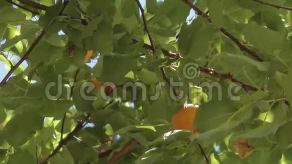 美味的杏子挂在树枝上视频的预览图
