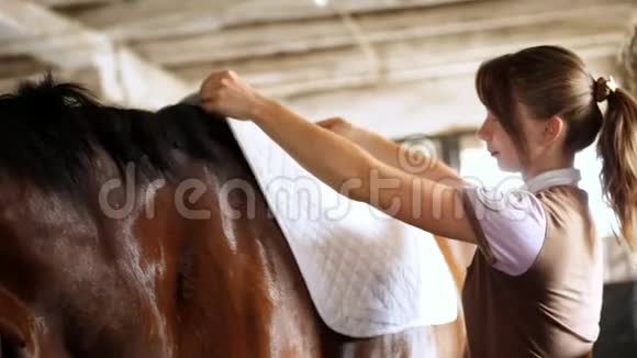 马厩里一个穿着马服的女骑手在一个棕色的年轻人的背上为一个马鞍和一个骑马的马鞍做后盾视频的预览图