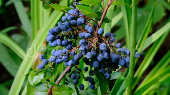 霍洛尼亚马奥尼亚的蓝色浆果视频的预览图