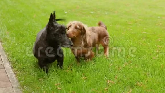 两只狗在公园草坪上奔跑狗在房子前面的绿色草坪上跑来跑去玩视频的预览图