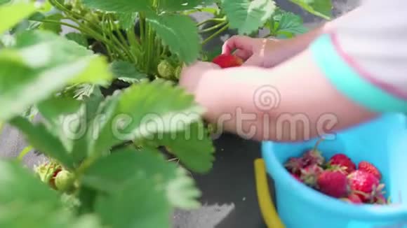孩子收集红色浆果维多利亚轻轻地打破浆果把它放在一个孩子桶里在花园里收获视频的预览图