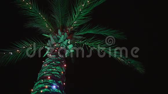 装饰的棕榈树视频的预览图