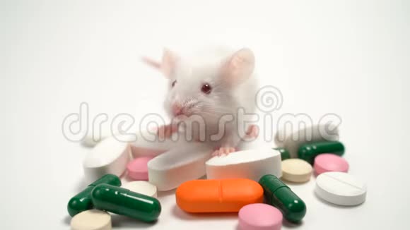 白色实验室小鼠附近多色片概念药物开发和试验医学研究视频的预览图
