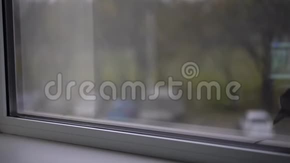 窗外一只乌鸦在窗台上走视频的预览图