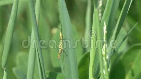 一只绿色的小蚱蜢在一片绿色的草叶上视频的预览图