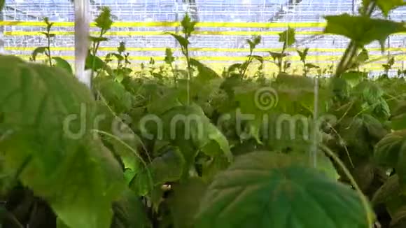 种植黄瓜的大温室视频的预览图