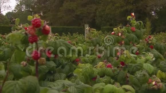 景区树莓农场拍摄视频的预览图
