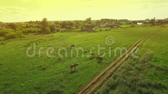傍晚时分几匹年轻漂亮的马在一片草地上吃草黄红的日落时分鸟瞰四周飞来飞去视频的预览图