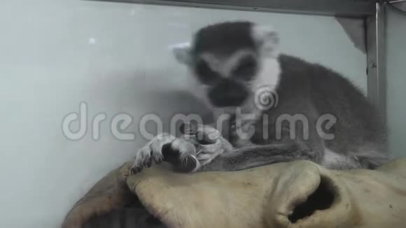 动物园里的莱穆尔视频的预览图