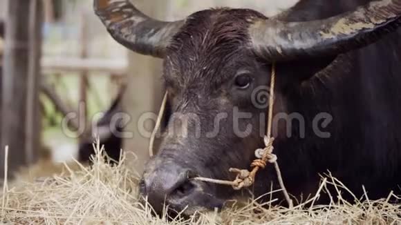 水牛吃草的慢动作视频的预览图