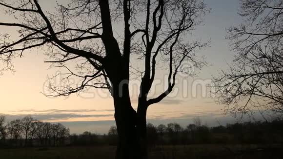 春天黎明时的一棵大树视频的预览图