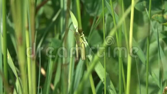 一只绿色的小蚱蜢在一片绿色的草叶上视频的预览图