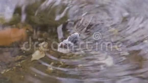 小老鼠在湖上游泳慢动作视频的预览图