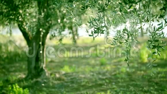 橄榄树叶子视频的预览图