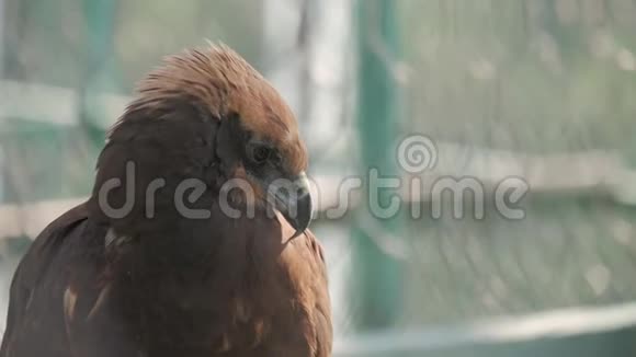 一只金鹰的肖像阿奎拉特写镜头视频的预览图