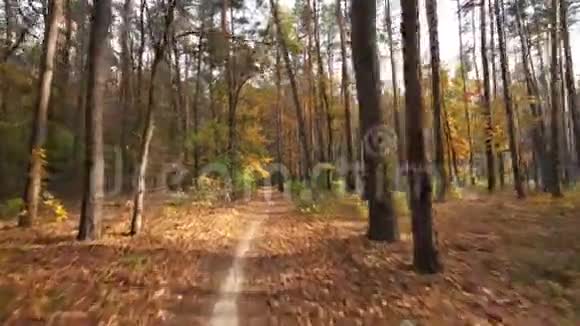秋季森林背景运动自行车凸轮视频的预览图