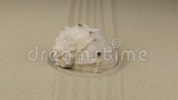 放大美丽的贝壳躺在一个由沙子制成的圆圈的中央视频的预览图