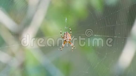 在森林中的蜘蛛网上织网这是一个狩猎日视频的预览图