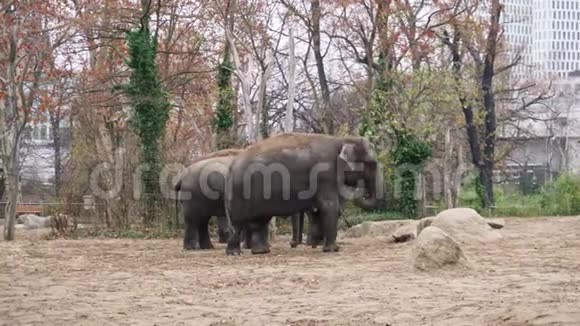 柏林动物园里的大象家族视频的预览图