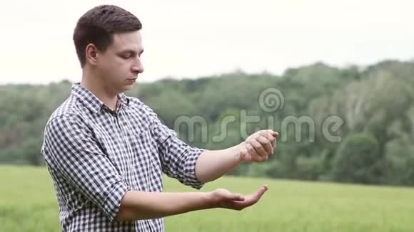 男人的手倒着成熟的豌豆粒雄种的豆粒在田间交出新的收成视频的预览图