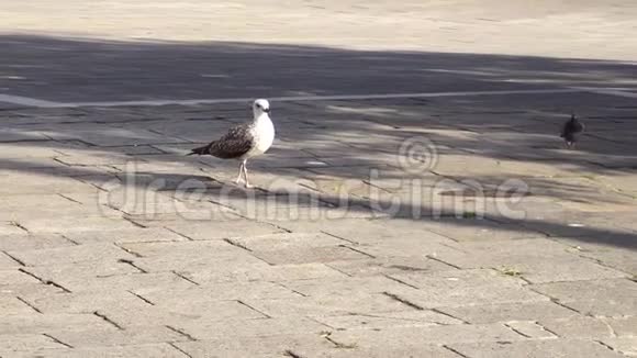 在城市广场上寻找食物的白色大海鸥视频的预览图