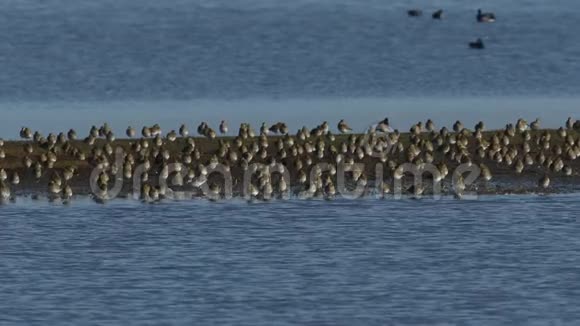 一群金球雨生的金球与岛上其他涉水鸟类一起休息和捕食视频的预览图