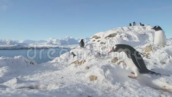企鹅南极野生动物特写镜头视频的预览图