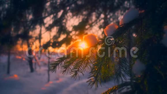 日落时分近景雪花飘落在被阳光包围的杉树枝上视频的预览图