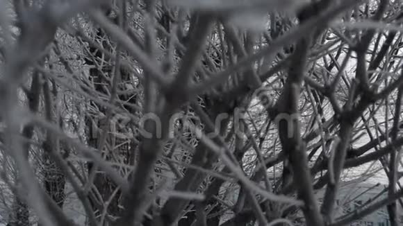冬背景霜上枝头冬天阴沉的一天透过树枝看看视频的预览图
