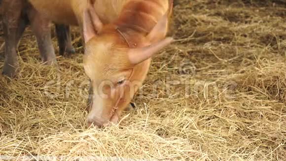 白化水牛吃草视频的预览图