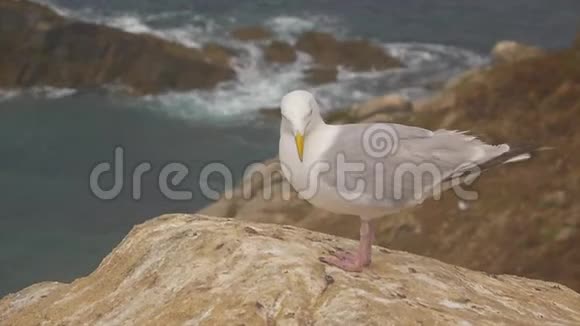 两只海鸥在悬崖和海洋附近的岩石上视频的预览图