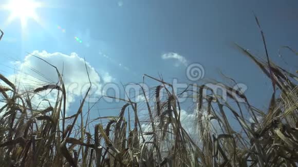 有大麦的田野有成熟的生物黄金细节耳和类日落和射线蓝天广泛生长为视频的预览图