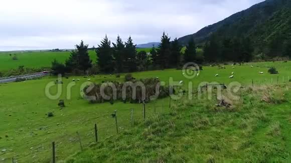 羊在山区公路附近的空地上吃草什维列夫视频的预览图