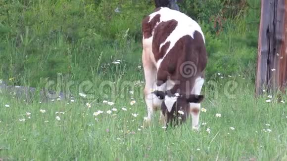 牛犊草甸碧草视频的预览图