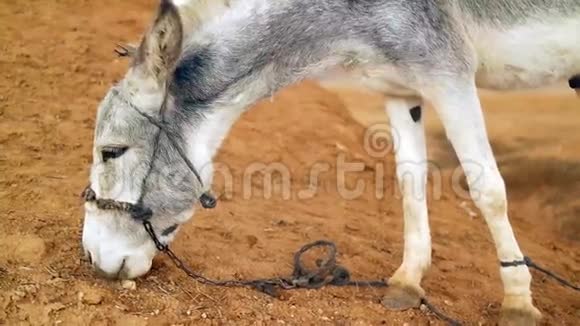 沙漠中的驴子视频的预览图