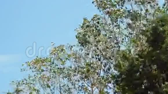 树木随风飘扬视频的预览图