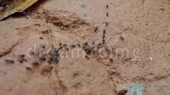许多蚂蚁在跑道上一个接一个地奔跑视频的预览图