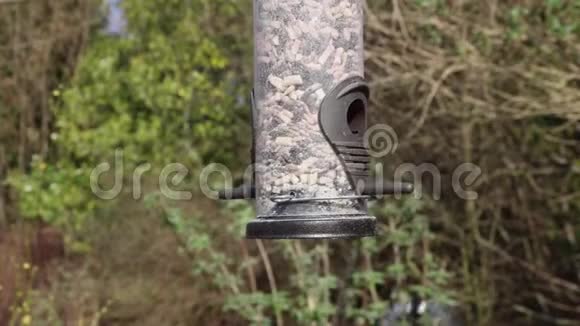 伟大的山雀歌鸟喂食视频的预览图
