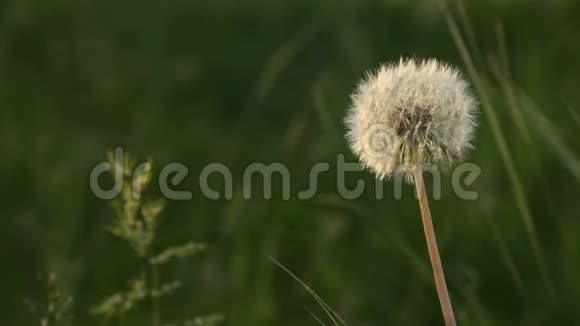 日落时分蒲公英透明的种子头在绿色的草地上特写阳光下的高光视频的预览图