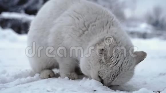 俄罗斯村庄寒冷的天气里家猫在雪地上吃干猫粮视频的预览图