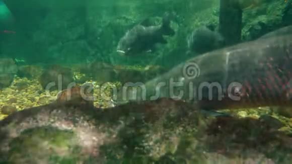 水下世界巨大的鱼在水下游泳斜坡梭子鱼阿拉帕马视频的预览图