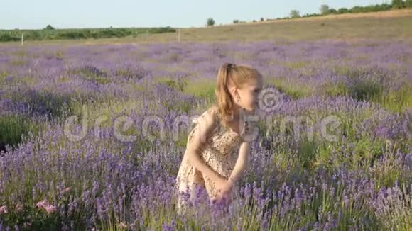 暑假期间我在现场看到一个金发小女孩薰衣草花收集在农村美丽的风景视频的预览图
