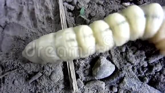 巨大的毛毛虫大幼虫在地上蠕动特写镜头宏观射击视频的预览图