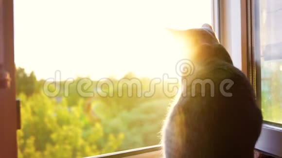 日落时分坐在窗户上的阉割肥猫视频的预览图