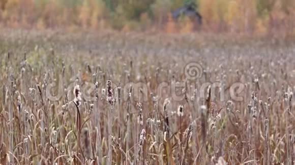 池塘里的芦苇丛在弱风中摇曳视频的预览图