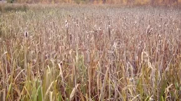 池塘里的芦苇丛在弱风中摇曳视频的预览图