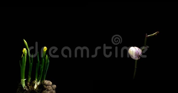 一组盛开的水仙花和兰花一组两个时间图视频的预览图