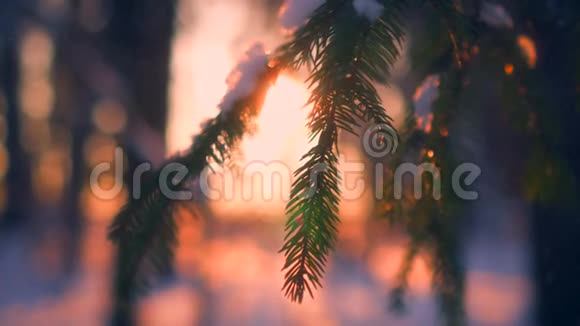 日落时分近景雪花飘落在被阳光包围的杉树枝上视频的预览图